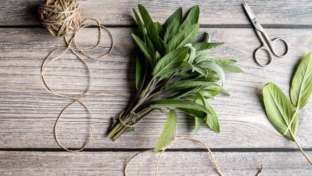 Bunch of green sage leaves on gray wooden table, herbs scissors string flat lay, overhead view