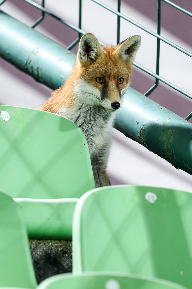 Sarajevo: Lisice pratile trening nogometaša BiH na stadionu Koševo