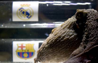 Hobotnica Iker prognozirala pobjedu Reala u El Clasicu