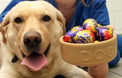 Pas završio na intenzivnoj jer je pojeo čokoladna jaja