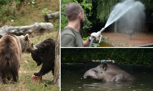 FOTO Borba s toplinskim valom u Zoološkom vrtu: 'Svaki dan ih tuširamo i hranimo sladoledom'