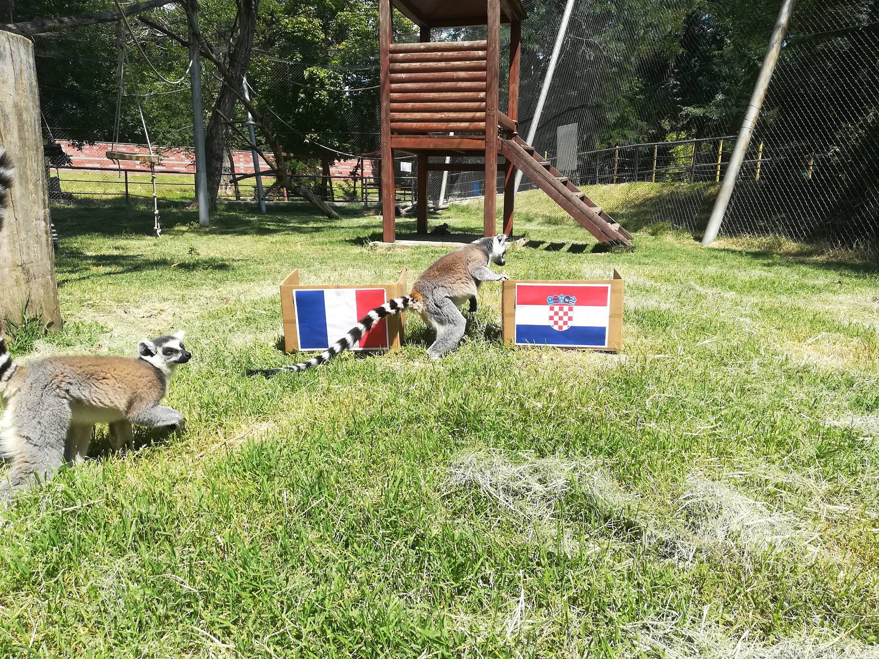 Gibon kaže Francuska, ali ara, lemuri i deva tvrde - Hrvatska!