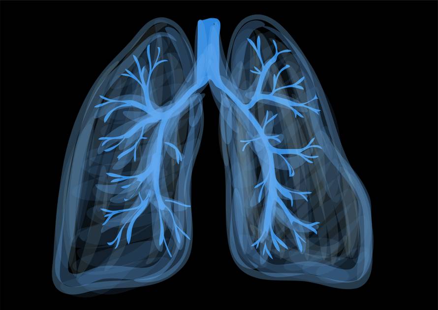 lungs