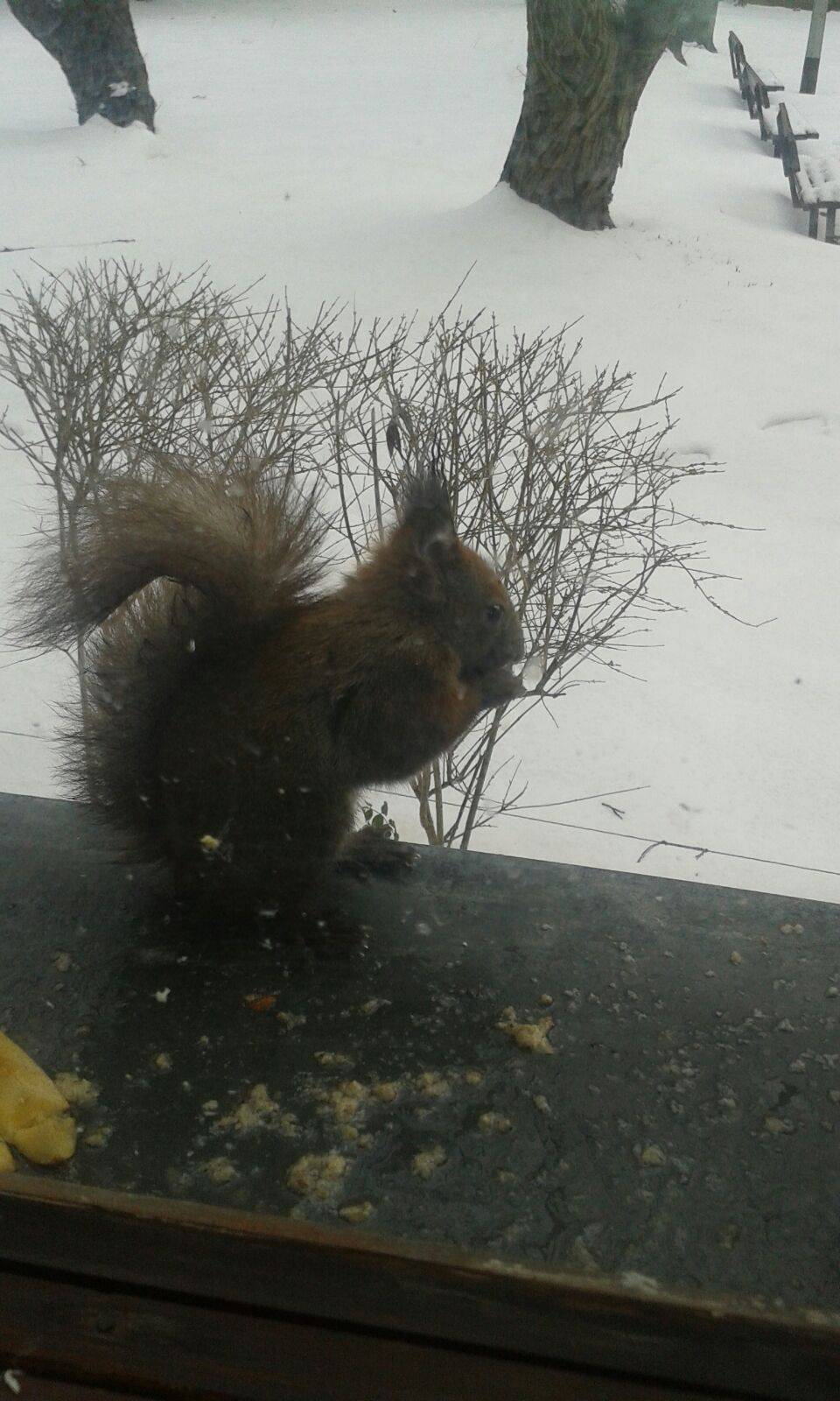Nahranila je vjevericu i sad joj svakoga dana dolazi na prozor