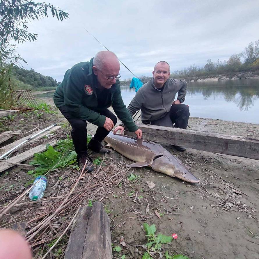 Ribič na Dravi upecao jesetru od 35 kilograma: 'Borili smo se 40 minuta, skakala je po rijeci'