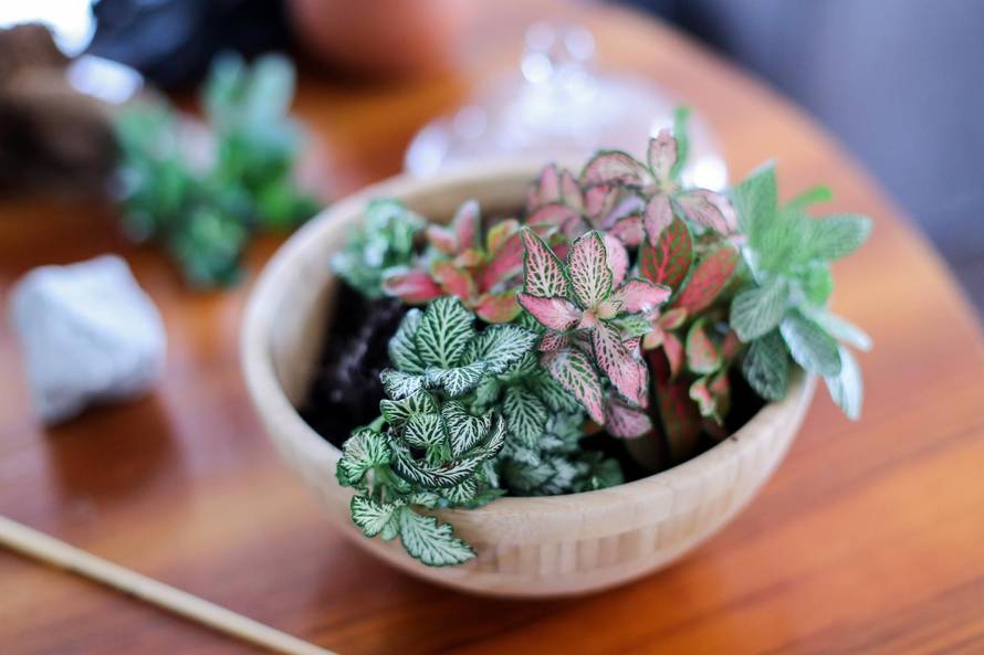 Vrt u posudi: Biljke u terariju trebaju decilitar vode godišnje