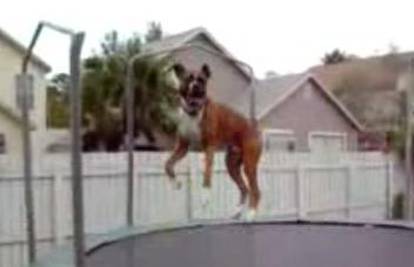 Pas se zabavljao i uživao skačući na trampolinu