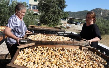 Sušenje smokava na tradicionalan način u Grebaštici