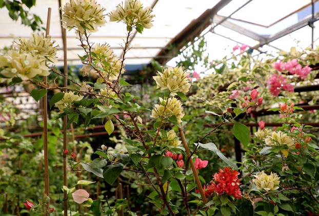 Split: Denis Bojčić, kolekcionar bugenvila