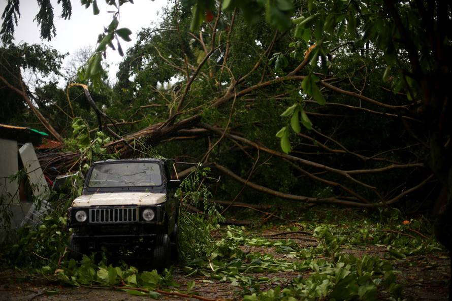A fallen tree is pictured as Hurricane Irma moves off the northern coast of the Dominican Republic, in Puerto Plata