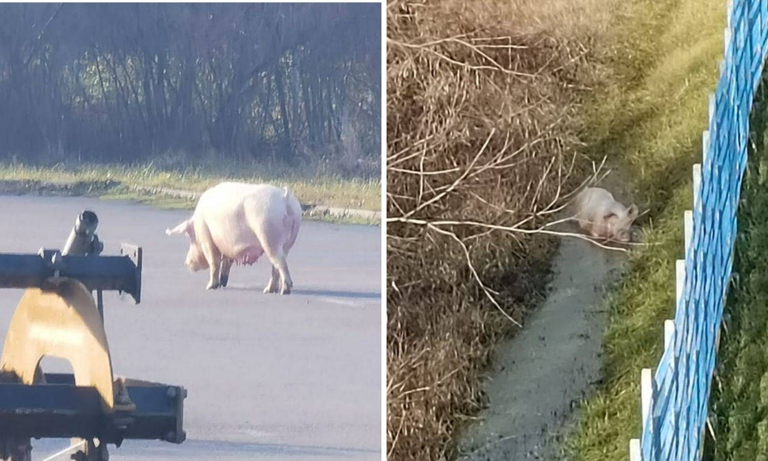 VIDEO Vraća se ona s dočeka Nove godine, pijana ko svinja