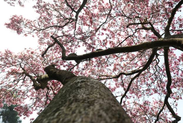 24sata Pula: Magnolija obitelji Borščak u Puli