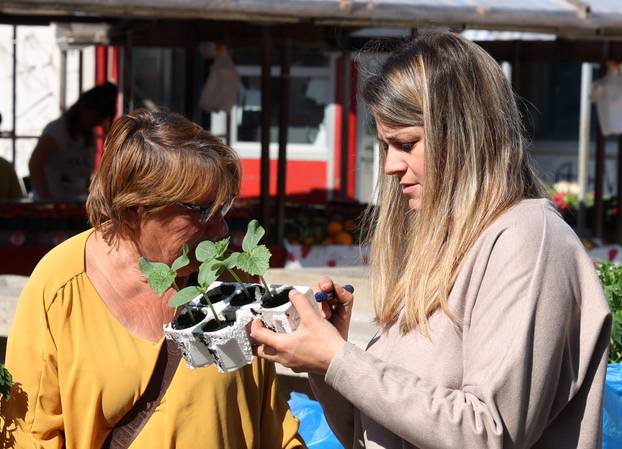 Šibenik: Bogata ponuda sadnica raznog povr?a