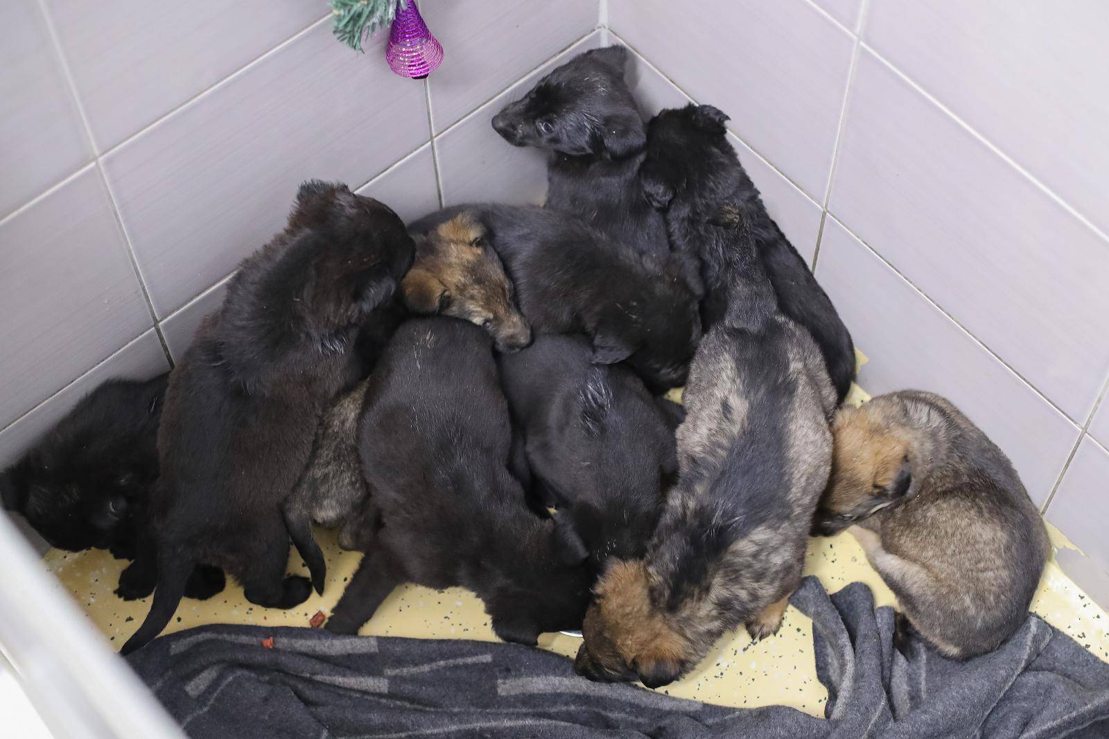 Ostavili ih u kutiji: 11 slatkih štenaca traže novi i topli dom