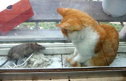 Neustrašivi miš nagovorio mačku da budu prijatelji