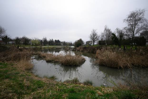

Zagreb: Par labudova gnijezdi se na jezeru Kerestinec 