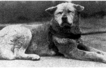 Hachikō je stigao na svijet prije čak 102 godine. Ovo je priča o najvjernijem psu na svijetu...