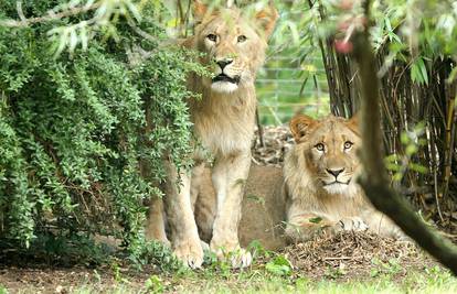 Lavovi slomili rešetke i pobjegli iz ZOO vrta, lovili su ih satima