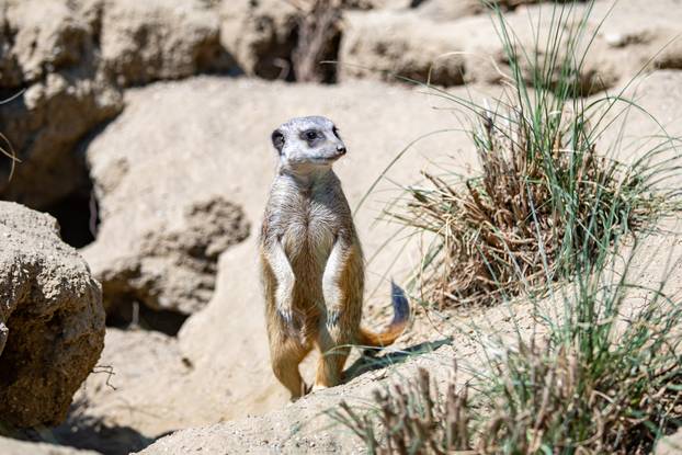 Pogledajte kako izgleda ljeto u zagrebačkom Zoološkom vrtu