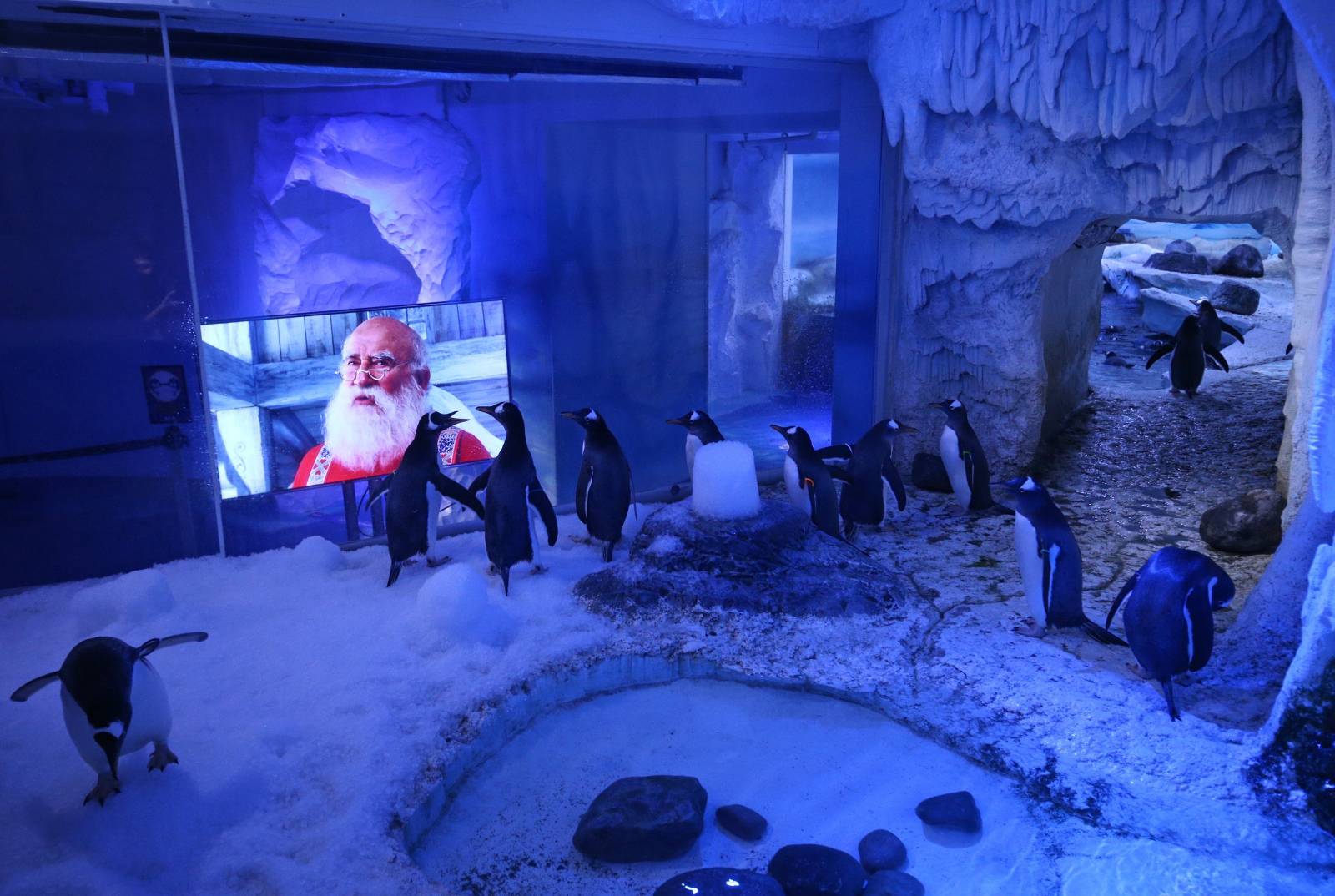 Penguins watching Christmas movies