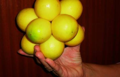 Voćni sijamski blizanci: U vrtu je ubrala 12 limuna u jednom 