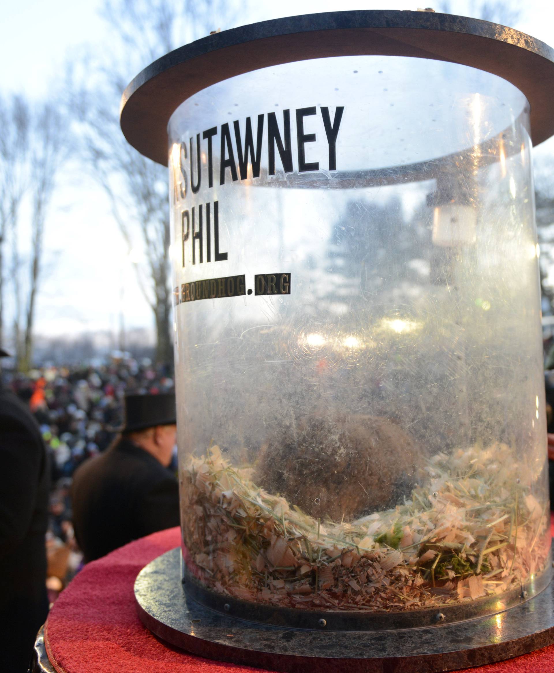 Punxsutawney Phil rests in his enclosure after his annual forecast on Groundhog Day in Punxsutawney