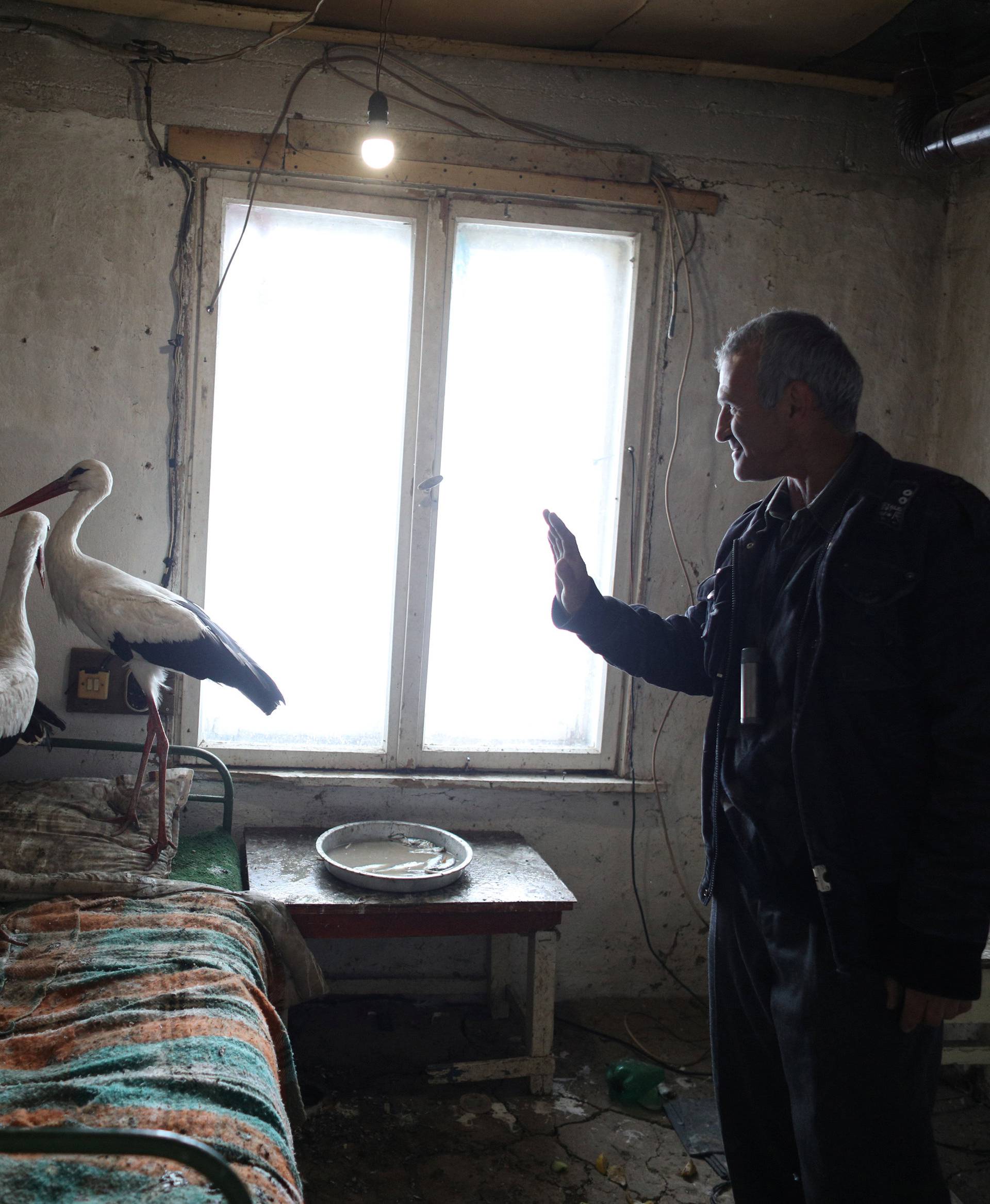 Bulgarian farmer Ismail reacts next to storks that he saved in the village of Zaritsa