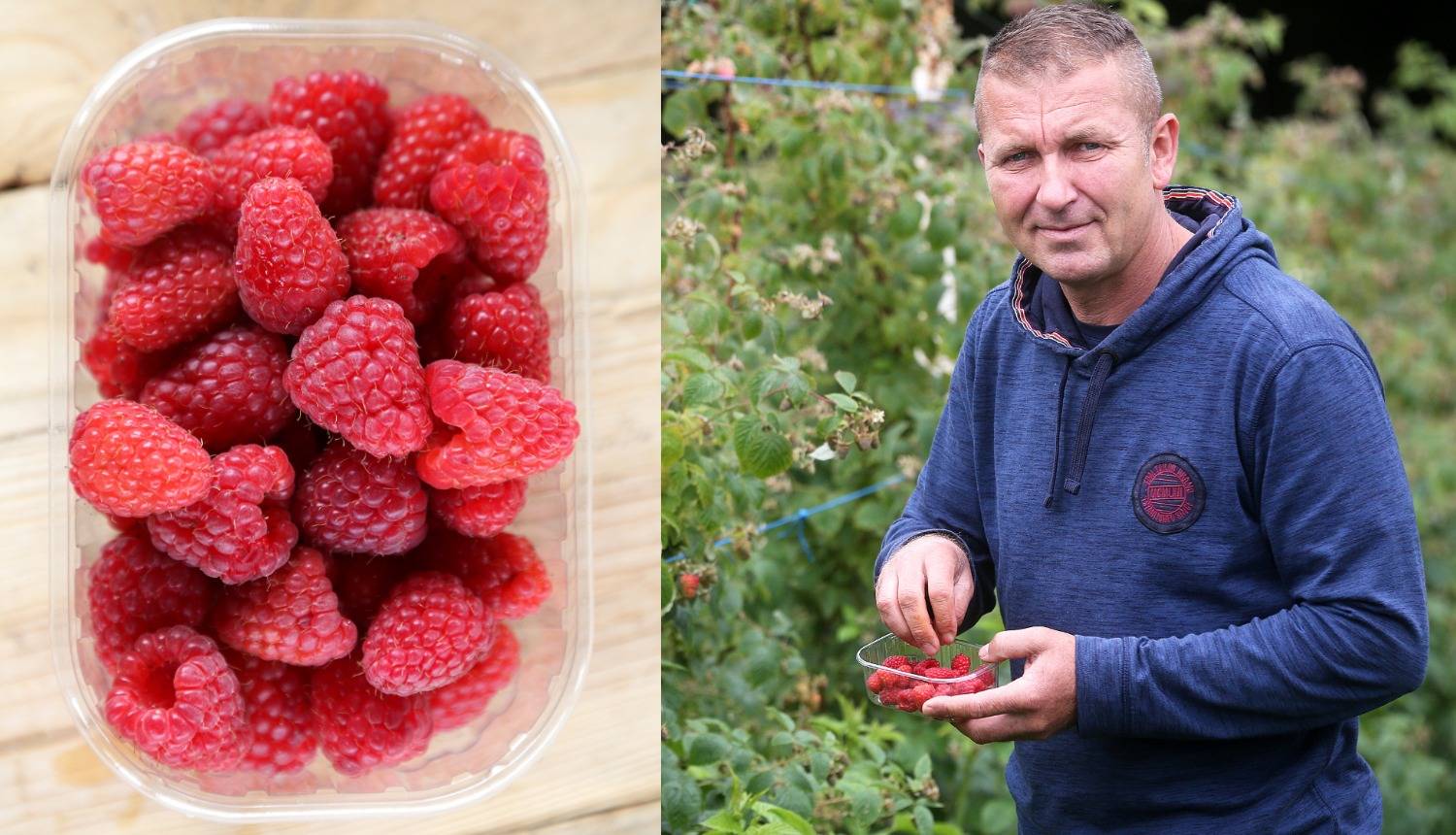 Trgovački lanci plate mjericu za maline 4 kune i prodaju ih za 10