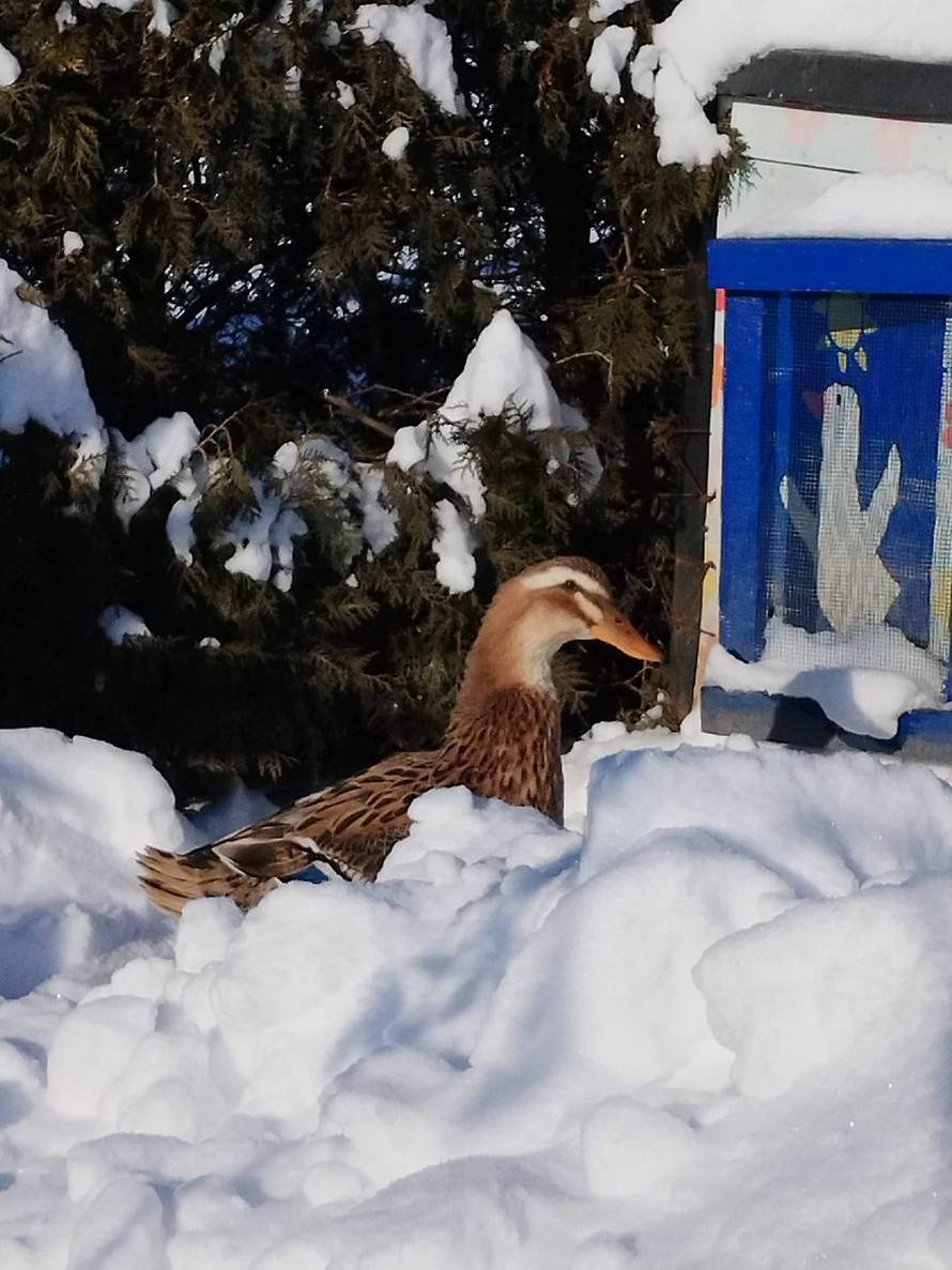 Općinska komunalka sama 'izlopatala' snijeg sa staze: 'Nema nikakve drame u tome'
