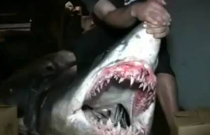 Otkrivena neman koja je pojela morskog psa dugog 2,7 metra