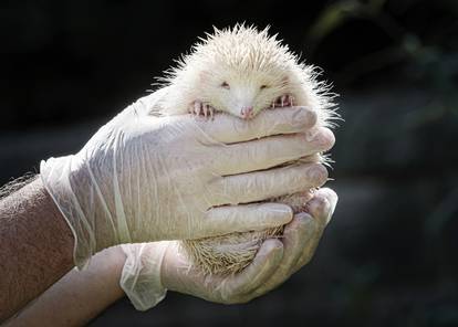 Ultra rare Albino Hedgehog rescued