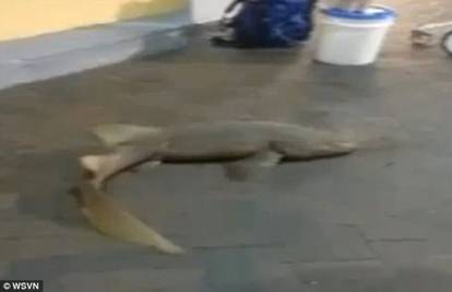 Živog morskog psa prodavao na pločniku ispred trgovine