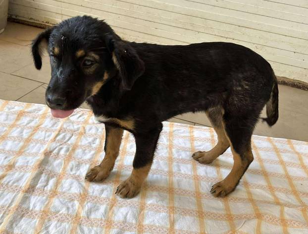 FOTO Ovo su oduzeti psi iz romskog naselja. U jednom danu spasili ih 37! Udomite ih