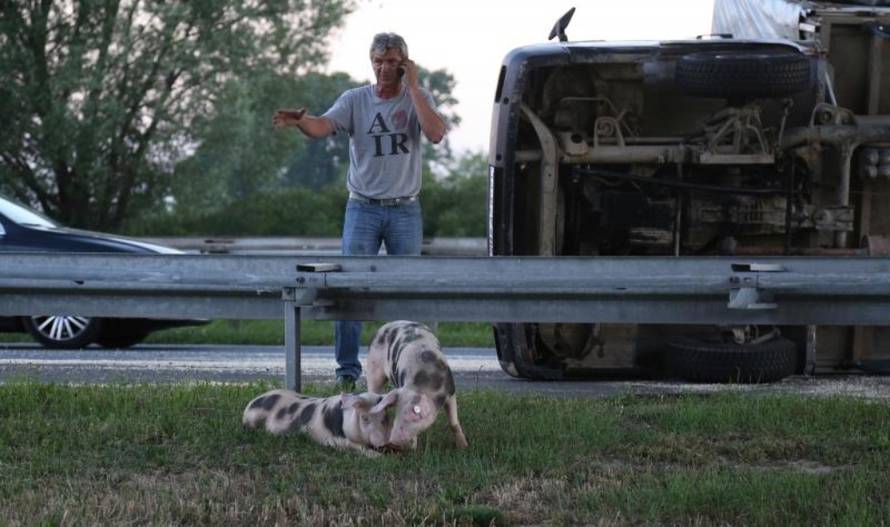 Željko Lukunić/PIXSELL