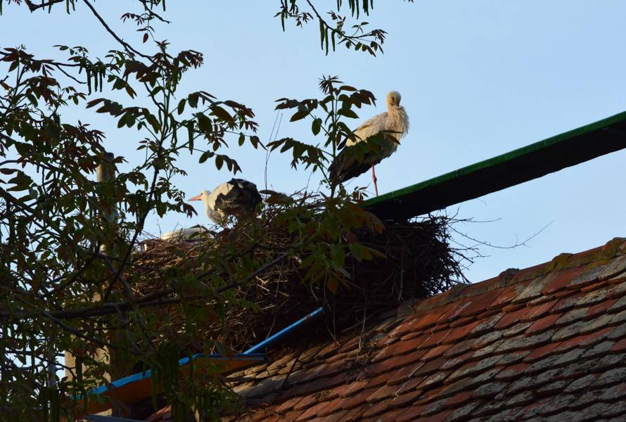 Klepetan je oprostio Malenoj: Već imaju nekoliko svojih jaja
