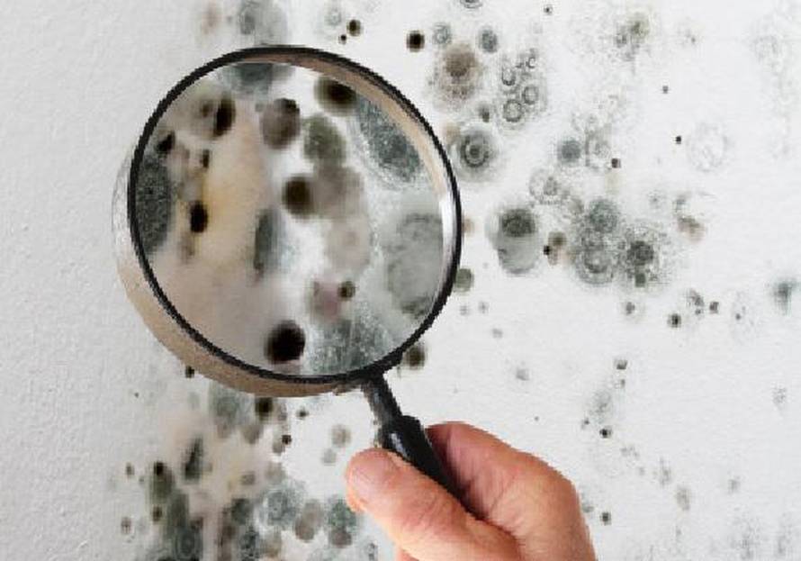 Ekonomični trikovi za učinkovitu borbu protiv dosadne plijesni