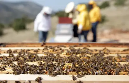 Pomor pčela: One nažalost stradavaju zbog jeftinih ciljeva
