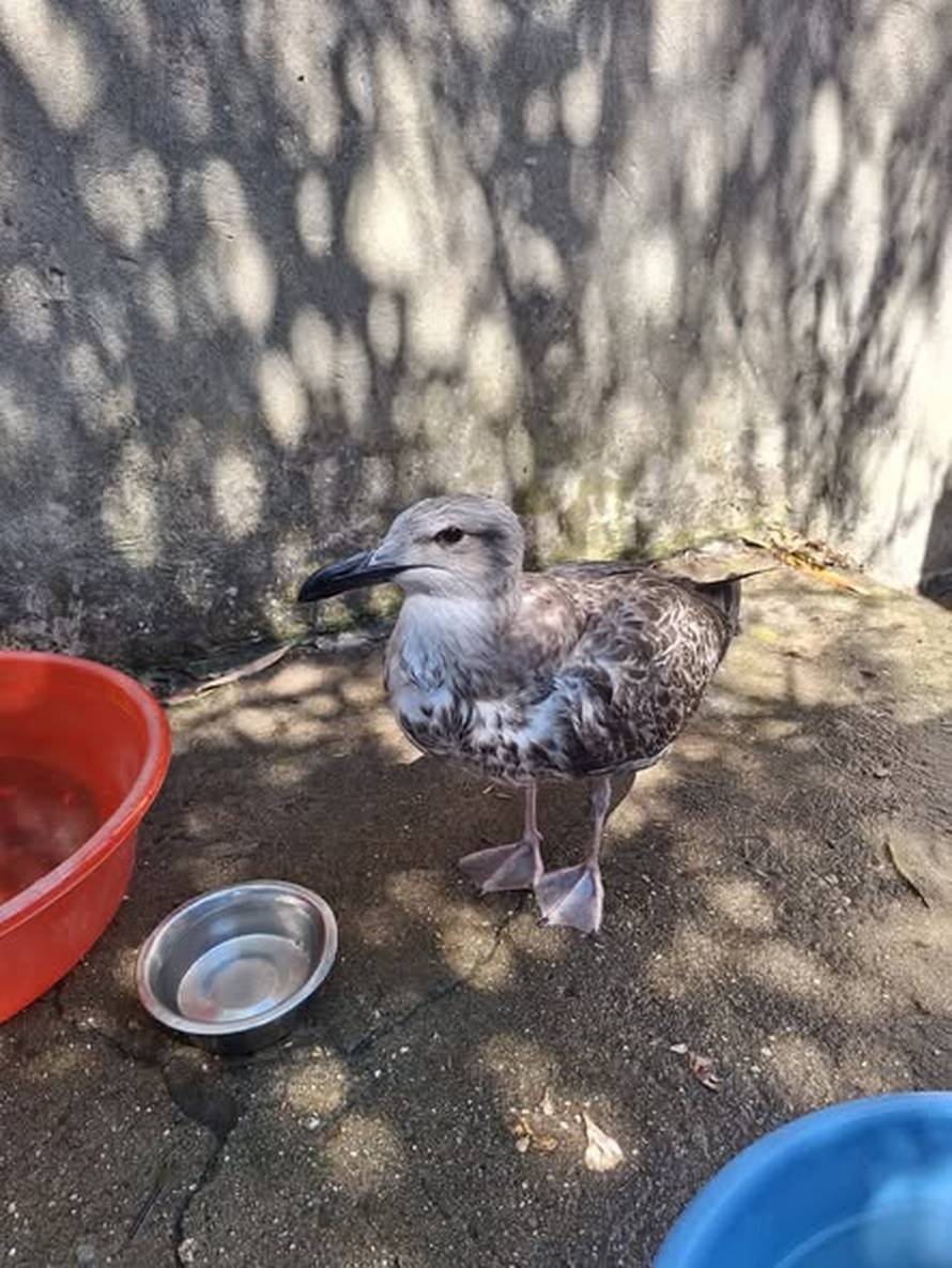 Veterinarka primijetila da nešto nije u redu s galebom. Nećete vjerovati što je progutao