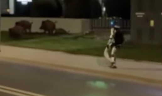 VIDEO Poljski robot influencer tjera divlje svinje iz Var&scaron;ave