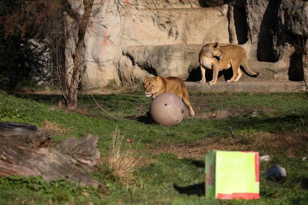 Tradicionalno darivanje životinja u zagrebačkom zoološkom vrtu na Štefanje