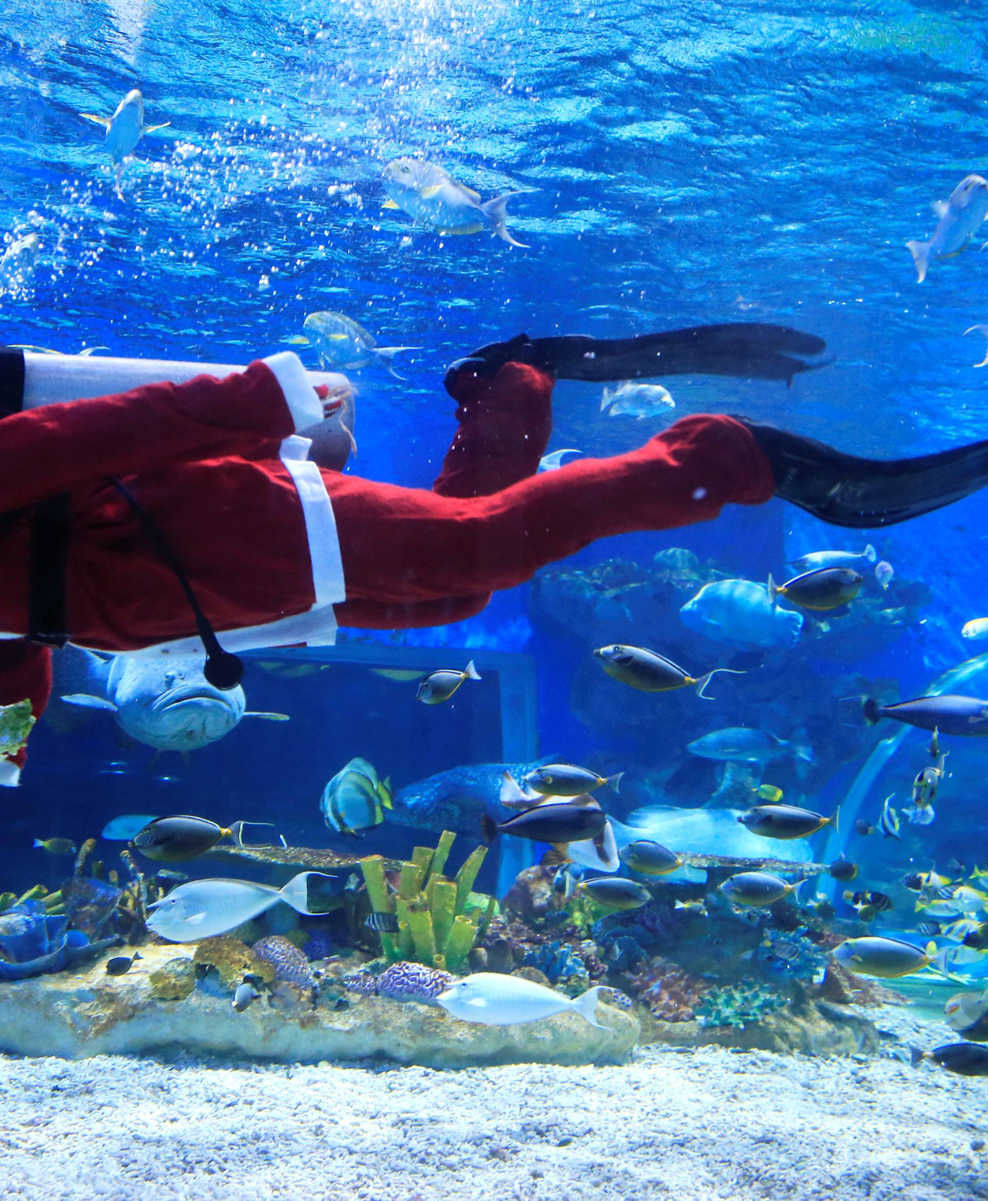 A professional diver dressed as Santa Claus swims in a huge aquarium inside a Ocean Park in Manila