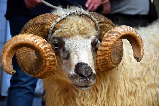 Kako je nova kuga prvi put ušla u Hrvatsku: Ilegalni ovan donio je  smrt umjesto nove janjadi...