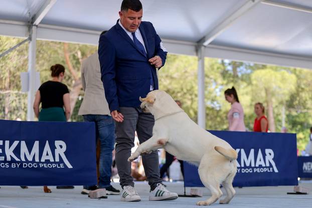 Zaton: Međunarodna izložba pasa pod nazivom CACIB Zadar 2025
