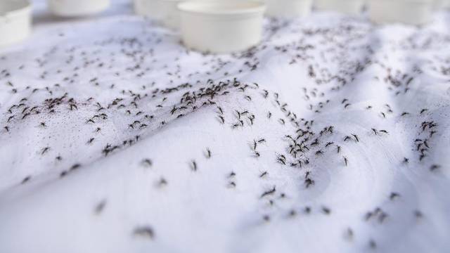 Zagreb: U Cvjetnom naselju ispušteno 50 tisuća sterilnih komaraca