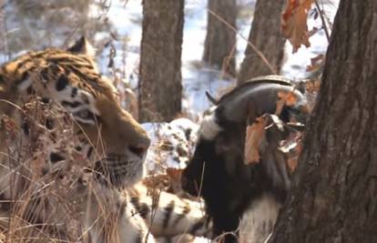 Žive zajedno: Jarac Timur i tigar Amur najbolji su prijatelji