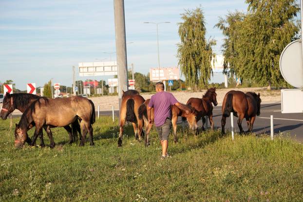 Zagreb: Konji nepoznatog vlasnika slobodno šetaju parkiralištem Zračne luke Franjo Tuđman, intervenirala policija