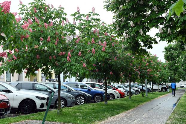 Sisak: Drvored crvenog kestena