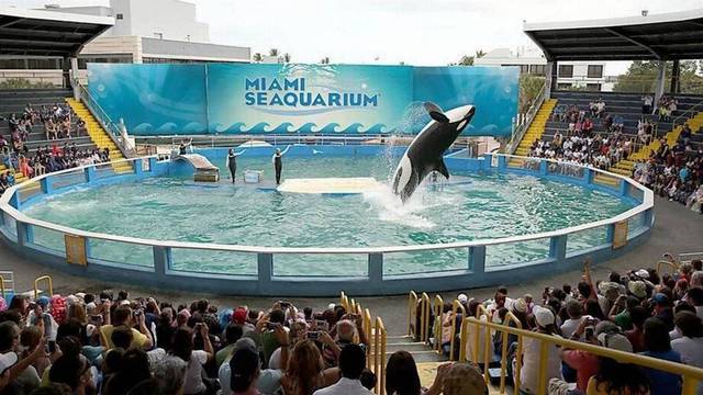 US-NEWS-MIAMI-SEAQUARIUM-ORCA-MI