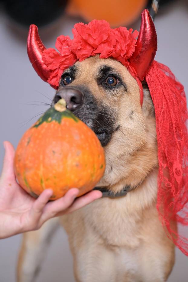 Sklonište u Dumovcu poziva na posebno jesensko udomljavanje pasa i mačaka