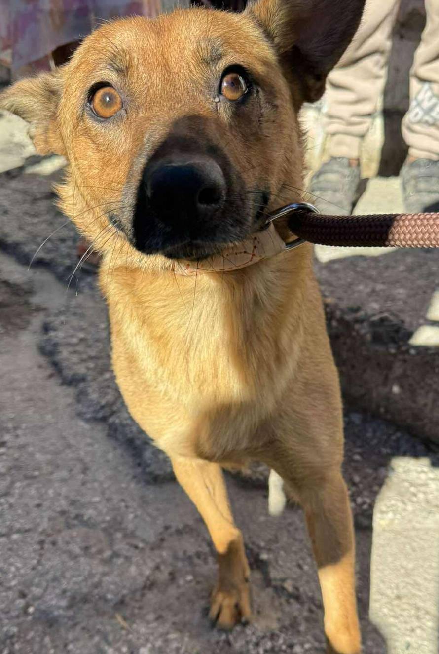 Iz romskog naselja u Međimurju spasili 37 pasa: 'Bez nadzora tu lutaju, a mačke ni ne prežive...'